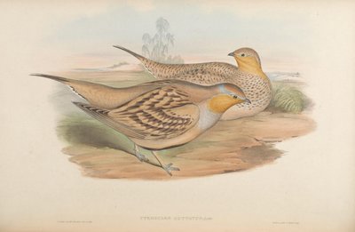 Pterocles guttatus - John Gould